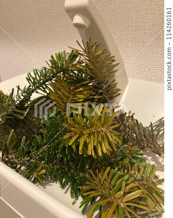 Mossarium in the toilet 2 114260161