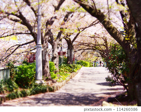 Gentle sunlight filtering through the cherry blossom trees 114260386