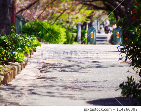 Gentle sunlight filtering through the cherry blossom trees Gentle sunlight filtering through the cherry blossom trees 114260392