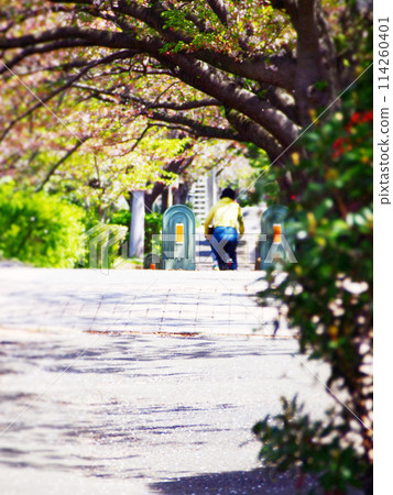 Gentle sunlight filtering through the cherry blossom trees Gentle sunlight filtering through the cherry blossom trees 114260401
