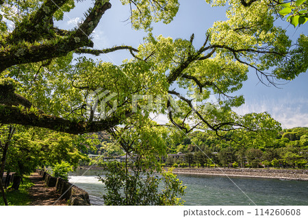 Fresh greenery of the Uji River in Uji, Kyoto Prefecture 114260608