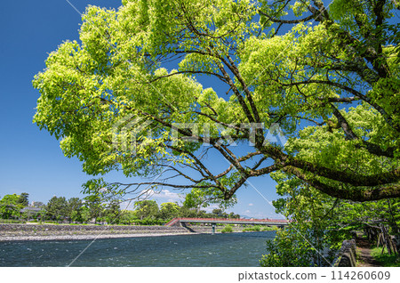 Fresh greenery of the Uji River in Uji, Kyoto Prefecture Fresh greenery of the Uji River in Uji, Kyoto Prefecture 114260609