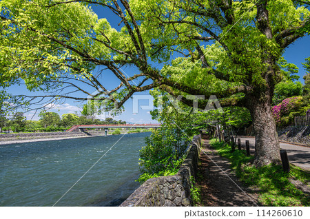 新綠色的宇治川風景 京都府宇治市 新綠色的宇治川風景 京都府宇治市 114260610