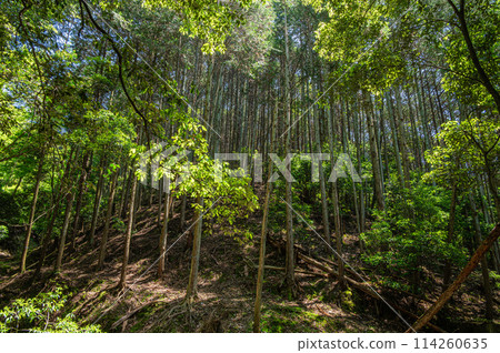A forest of fresh greenery with sunlight filtering through the trees, Uji City, Kyoto Prefecture A forest of fresh greenery with sunlight filtering through the trees, Uji City, Kyoto Prefecture 114260635