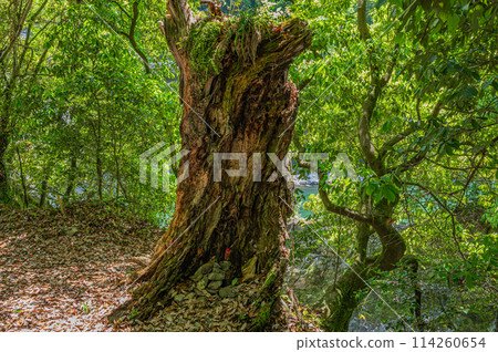 京都府宇治市森林裡的腐爛大樹 京都府宇治市森林裡的腐爛大樹 114260654