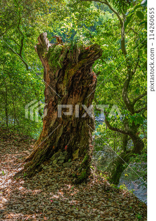 A large, decaying tree in the forest, Uji, Kyoto Prefecture 114260655