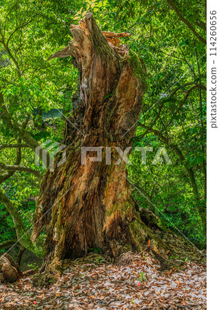 A large, decaying tree in the forest, Uji, Kyoto Prefecture A large, decaying tree in the forest, Uji, Kyoto Prefecture 114260656
