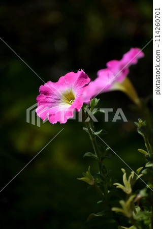 Petunia flower Petunia flower 114260701