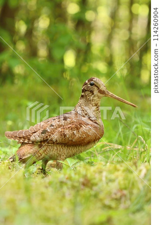 Very rare eurasian woodcock in forest Very rare eurasian woodcock in forest 114260904