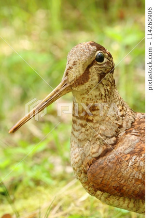Very rare eurasian woodcock in forest 114260906