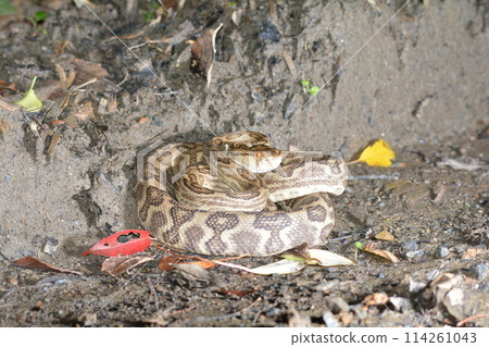 A hub A hub 114261043