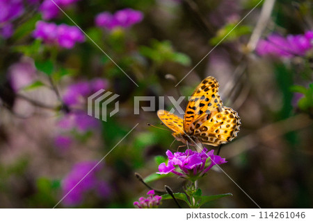 Brenthis 達芙妮和鮮花 Brenthis 達芙妮和鮮花 114261046