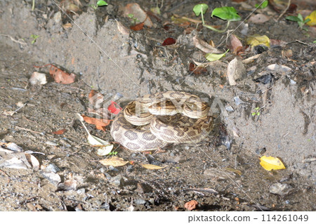 A hub A hub 114261049