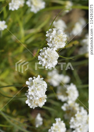 Sea Thrift Alba 114261075