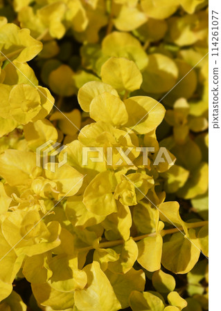 Golden Creeping Jenny Golden Creeping Jenny 114261077
