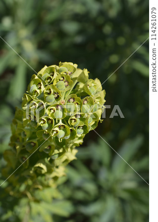 Spurge Black Pearl 114261079