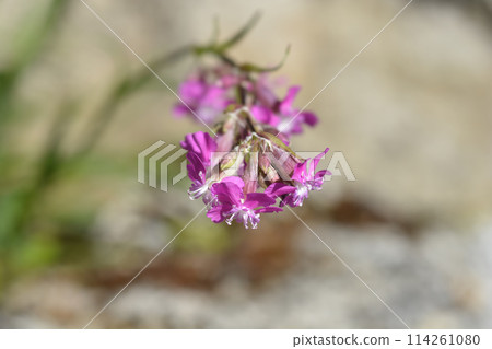 Sticky catchfly 114261080