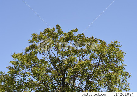 Tree of heaven 114261084
