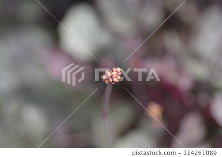 Prince of Silver Coral Bells Prince of Silver Coral Bells 114261089