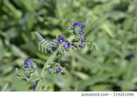 Common bugloss Common bugloss 114261096