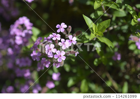 Rock soapwort Rock soapwort 114261099