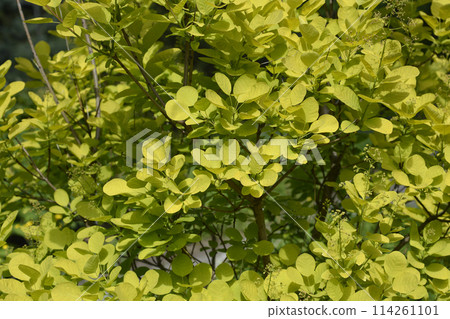 Smoke tree Golden Spirit Smoke tree Golden Spirit 114261101