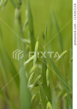 Common oat 114261118