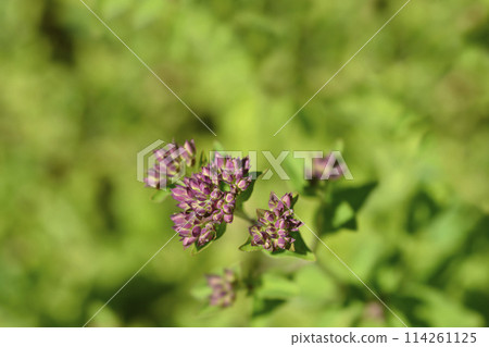 Common marjoram Common marjoram 114261125