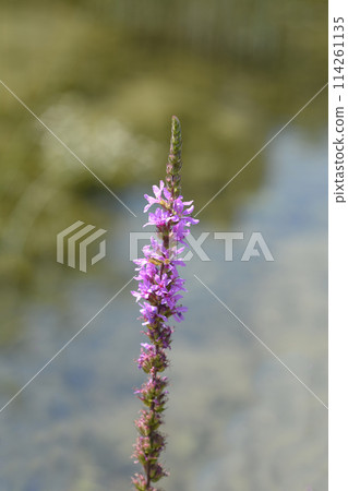 Purple loosestrife Purple loosestrife 114261135