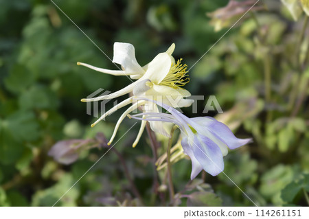 Common columbine 114261151