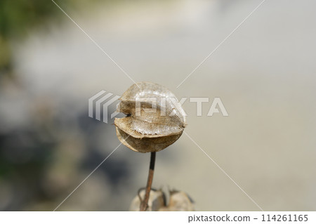 Apple of Peru Apple of Peru 114261165