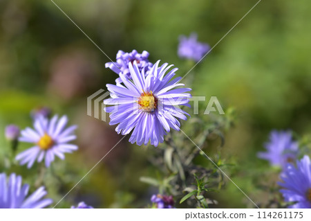 New York aster Milka 114261175