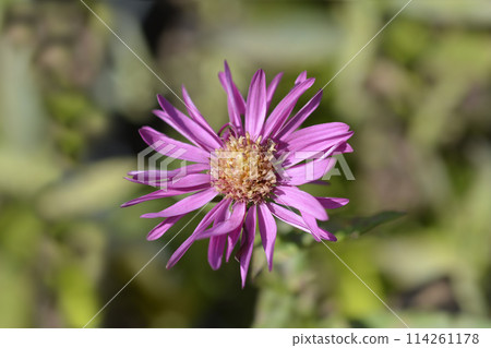 Aster Bahamas 114261178