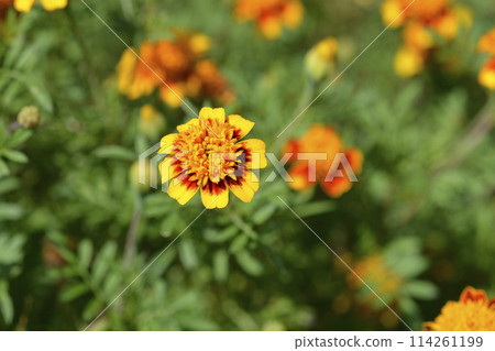 French marigold 114261199