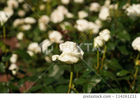 Beautiful roses in Tsurumai Park 114261211