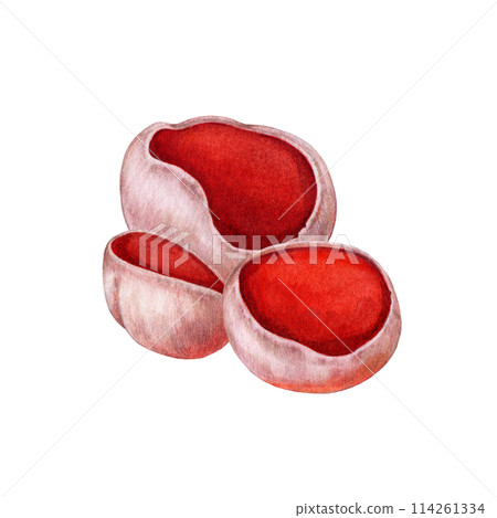 Scarlet elf-cup watercolor illustration. Hand drawn sarcoscypha fungi group on white background. Scarlet elf cup spring forest mushroom painted group isolated 114261334