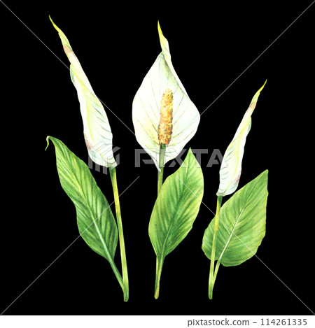 Tropical leaves, anthurium flowers bunch, jungle plants. House plants leaf, flamingo flowers, exotic tropical foliage. Clipart for print Watercolor hand drawn illustration. Isolated dark background.  114261335