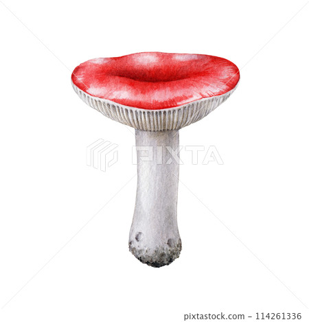 The russula mushroom watercolor illustration. Hand drawn Russula emetica fungus single element. Sickener forest natural mushroom isolated on white background The russula mushroom watercolor illustration. Hand drawn Russula emetica fungus single element. Sickener forest natural mushroom isolated on white background 114261336