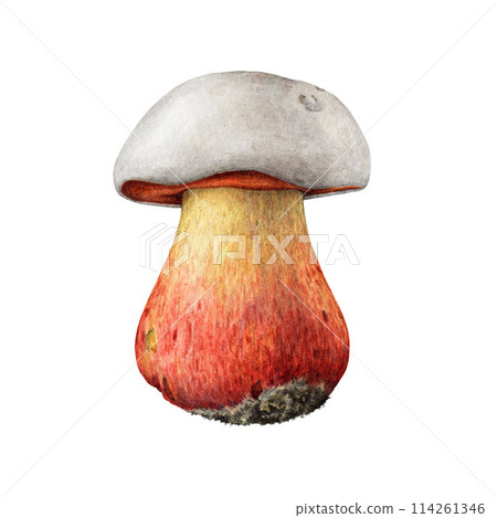 Satan's bolete watercolor illustration. Hand drawn Rubroboletus satanas fungus element. Devil's bolete toxic forest mushroom isolated on white background 114261346