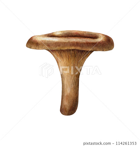 Brown roll-rim mushroom watercolor illustration. Hand drawn paxillus fungus on white background. Brown roll-rim forest fungus painted element Brown roll-rim mushroom watercolor illustration. Hand drawn paxillus fungus on white background. Brown roll-rim forest fungus painted element 114261353