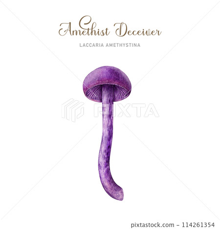 Amethyst deceiver mushroom watercolor illustration. Laccaria amethystina fungus painted single element. Amethyst deceiver edible forest mushroom on white background Amethyst deceiver mushroom watercolor illustration. Laccaria amethystina fungus painted single element. Amethyst deceiver edible forest mushroom on white background 114261354