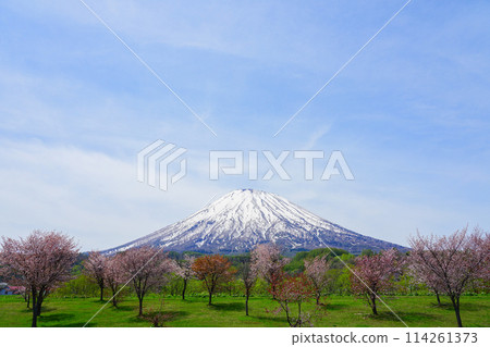 Mt. Yotei and cherry blossoms shining against the blue spring sky 114261373