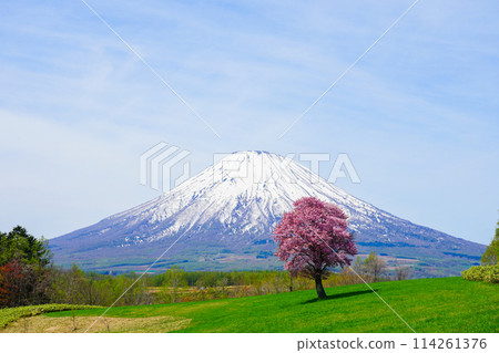 Mt. Yotei and cherry blossoms shining against the blue spring sky 114261376