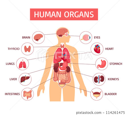Hand drawn flat human body infographic template with a body and anatomical organs Hand drawn flat human body infographic template with a body and anatomical organs 114261475