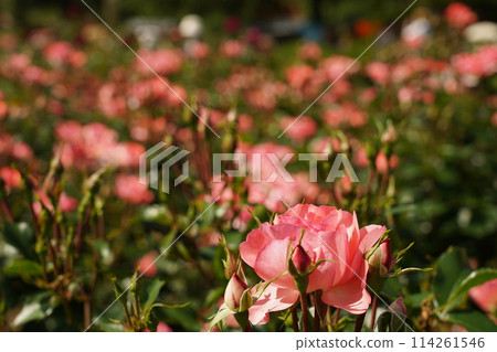 A close-up of the beautiful roses at Tsuruma Park A close-up of the beautiful roses at Tsuruma Park 114261546