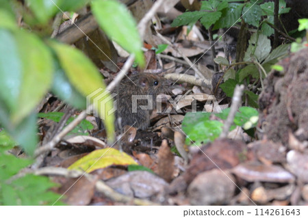 Tokunoshi spiny rat Tokunoshi spiny rat 114261643