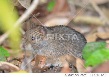 德之島刺鼠 114261648