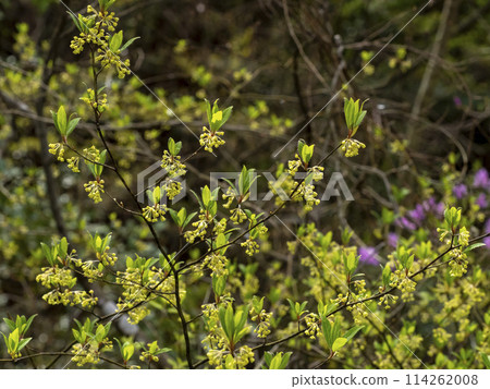 Kuromoji flower, which is used as a material for high-quality toothpicks 114262008