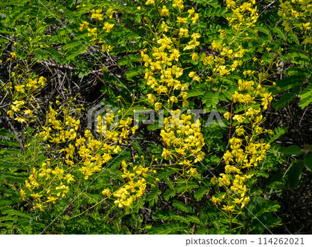 雅克荊棘的黃色花朵 雅克荊棘的黃色花朵 114262021