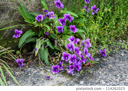 生長在路邊的紫羅蘭 114262023